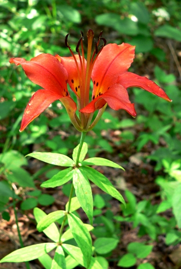 {Lilium philadelphicum}